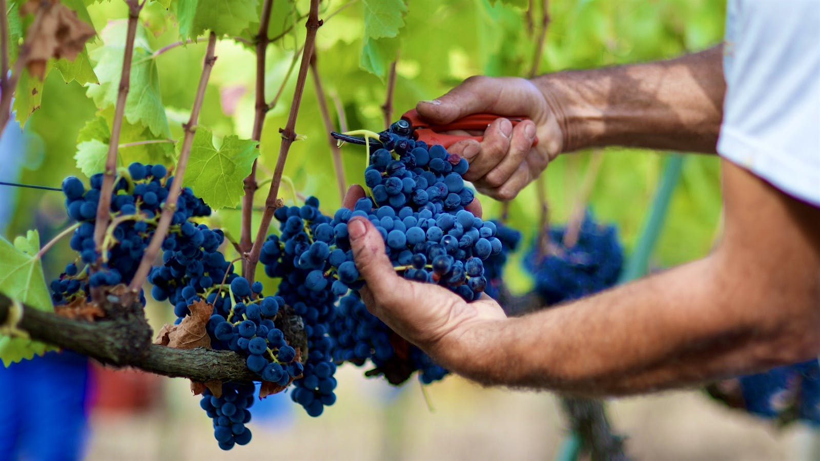 This Wine Grape May Take care of Diabetic Retinopathy